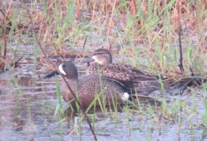 Pair of Blue-winged Teal. Photo credit: Pamela Hunt,,,