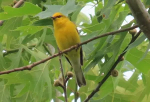 Male Blue-winged Warbler. Photo Credit: Pamela Hunt