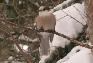 Adult Canada Jay. Photo Credit: Pamela Hunt