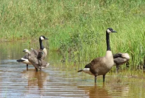 Canada Geese and young. Photo credit: Pamela Hunt,Flock of Canada Geese in flight. Photo credit: Pamela Hunt,,