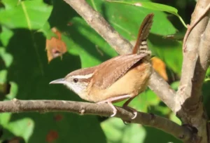 Carolina Wren. Photo Credit: Pamela Hunt