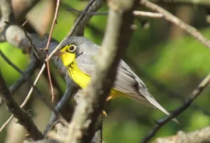 Canada Warbler. Photo Credit: Pamela Hunt