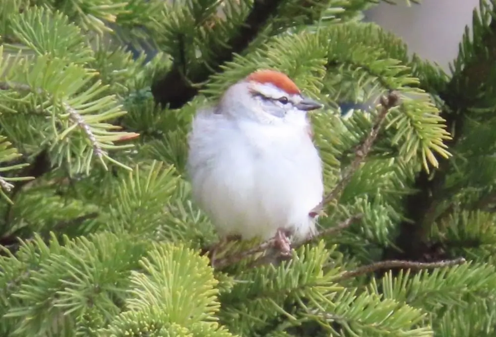 Chipping Sparrow in breeding plumage. Photo Credit: Pamela Hunt