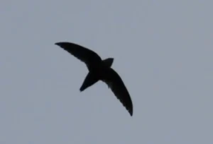 Chimney Swift. Photo credit: Pamela Hunt,,,