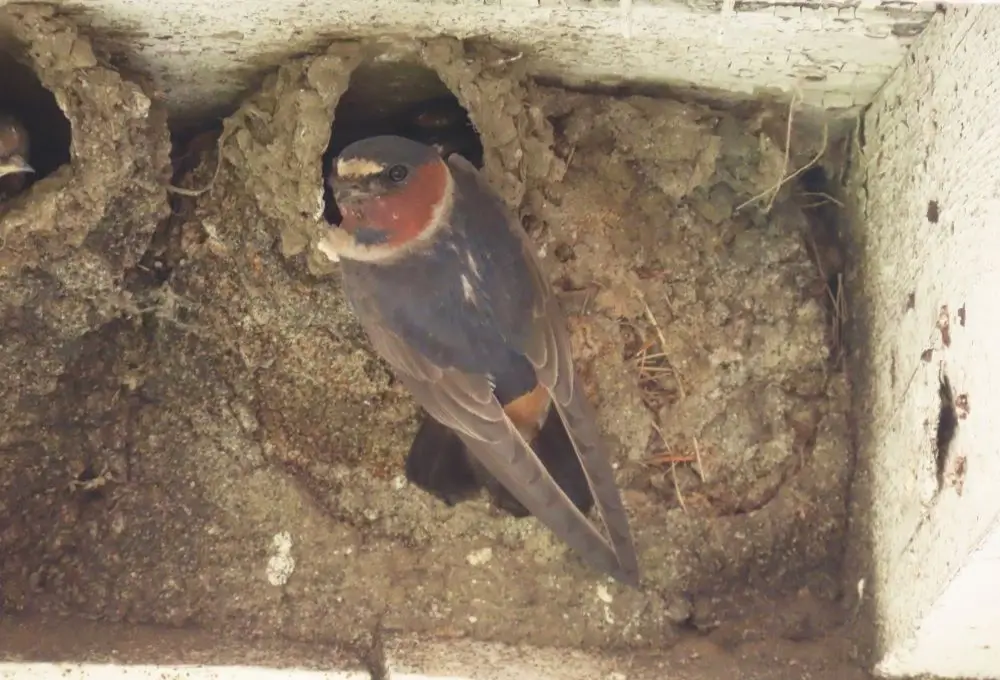 Cliff Swallow on nest. Photo Credit: Pamela Hunt