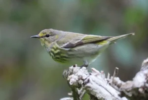 Male Cape May Warbler in winter. Photo credit: Pamela Hunt,Fall-plumage Cape May Warbler. Photo credit: Pamela Hunt,Female Cape May Warbler. Photo credit: Pamela Hunt,