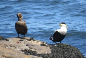 Pair of Common Eiders. Photo credit: Pamela Hunt,Female Common Eiders with chicks. Photo credit: Pamela Hunt,,