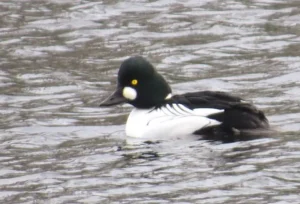 Male Common Goldeneye. Photo credit: Pamela Hunt,Female Common Goldeneye. Photo credit: Pamela Hunt,,