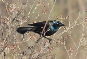 Male Common Grackle. Photo credit: Pamela Hunt,,,