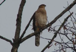 Adult Cooper's Hawk. Photo credit: Pamela Hunt,Adult Cooper's Hawk in flight. Photo credit: Pamela Hunt,Immature Cooper's Hawk. Photo credit: Pamela Hunt,