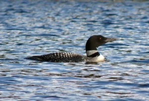 Adult Common Loon. Photo credit: Pamela Hunt,Immature Common Loon. Photo credit: Pamela Hunt,Adult Common Loon with young chicks. Photo credit: Pamela Hunt,Common Loon in flight. Photo credit: Pamela Hunt