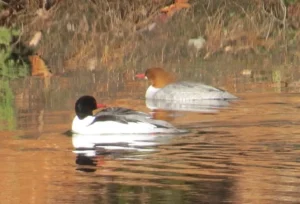 Pair of Common Mergansers. Photo credit: Pamela Hunt,Female Common Merganser with chicks.,,