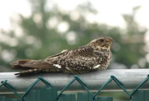 Female Common Nighthawk. Photo credit: Pamela Hunt,Common Nighthawk nest with eggs. Photo credit: Pamela Hunt,Female Common Nighthawk with chicks. Photo credit: Pamela Hunt,Common Nighthawk in flight. Photo credit: Pamela Hunt