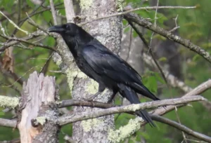 Common Raven. Photo Credit: Pamela Hunt