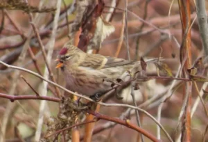 Male Common Redpoll. Photo credit: Pamela Hunt,Female Common Redpoll. Photo credit: Pamela Hunt,,