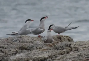 Adult Common Terns. Photo Credit: Pamela Hunt