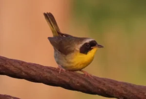 Male Common Yellowthroat. Photo Credit: Pamela Hunt