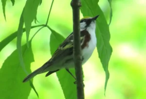 Male Chestnut-sided Warbler. Photo Credit: Pamela Hunt