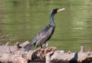 Adult Double-creasted Cormorant. Photo credit: Pamela Hunt,Nesting colony of Double-crested Cormorants. Photo credit: Pamela Hunt,Immature Double-crested Cormorant. Photo credit: Pamela Hunt,Comparison of Double-crested (left) and Great Cormorant (right). Photo credit: Pamela Hunt