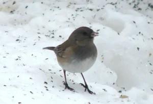 Female Dark-eyed Junco. Photo Credit: Pamela Hunt