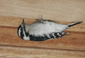 Male Downy Woodpecker. Photo credit: Pamela Hunt,Female Downy Woodpecker. Photo credit: Pamela Hunt,Downy Woodpecker in nest hole. Photo credit: Pamela Hunt,