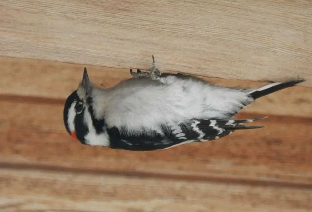 Male Downy Woodpecker. Photo credit: Pamela Hunt,Female Downy Woodpecker. Photo credit: Pamela Hunt,Downy Woodpecker in nest hole. Photo credit: Pamela Hunt,