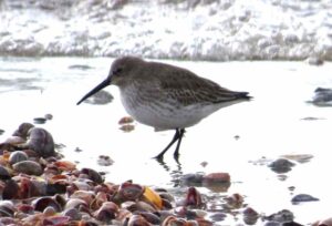 Dunlin in winter plumage. Photo by Pamela Hunt.