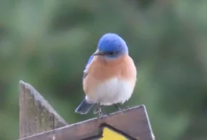 Male Eastern Bluebird. Photo credit: Pamela Hunt,Female Eastern Bluebird. Photo credit: Pamela Hunt,Fledgling Eastern Bluebird. Photo credit: Pamela Hunt,Male Eastern Bluebird in next box. Photo credit: Pamela Hunt