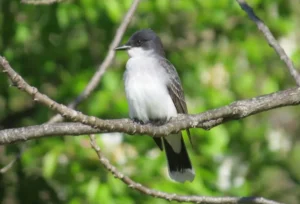 Eastern Kingbird. Photo credit: Pamela Hunt,,,