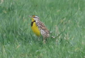 Eastern Meadowlark. Photo Credit: Pamela Hunt