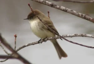 Eastern Phoebe. Photo credit: Pamela Hunt,Eastern Phoebe nest with eggs. Photo credit: Pamela Hunt,Eastern Phoebe on nest. Photo credit: Pamela Hunt,