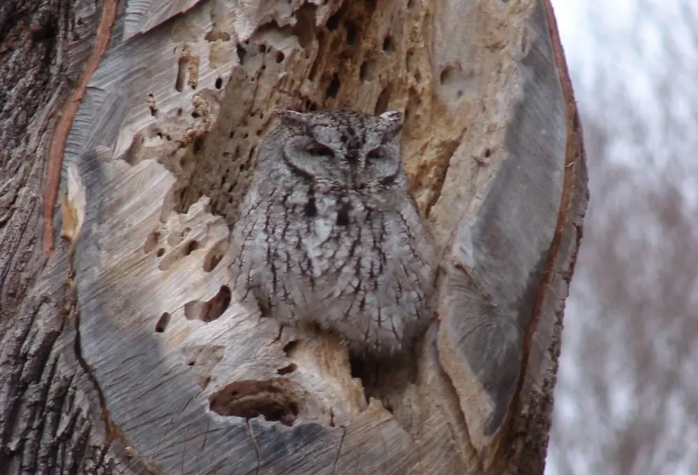 Gray morph Eastern Screech-Owl at roost hole. Photo credit: Pamela Hunt,,,