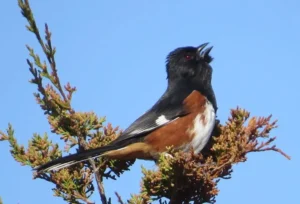 Male Eastern Towhee. Photo Credit: Pamela Hunt