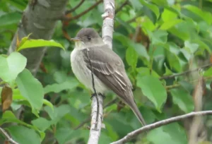 Eastern Wood-Pewee. Photo credit: Pamela Hunt,,,