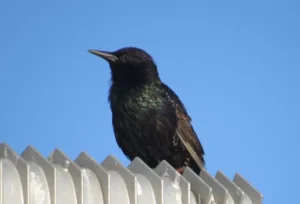 European Starling in breeding plumage. Photo Credit: Pamela Hunt