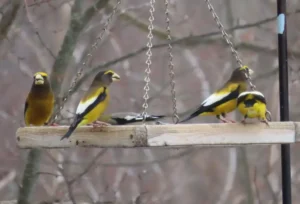 Male Evening Grosbeaks. Photo Credit: Pamela Hunt