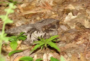 Female Eastern Whip-poor-will on nest. Photo credit: Pamela Hunt,Eastern Whip-poor-will nest. Photo credit: Pamela Hunt,Eastern Whip-poor-will chick. Photo credit: Pamela Hunt,