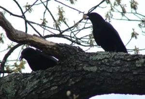 Fish Crows. Photo Credit: Pamela Hunt