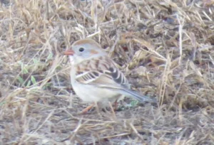 Field Sparrow. Photo Credit: Pamela Hunt