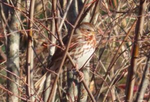 Fox Sparrow. Photo by Pamela Hunt.