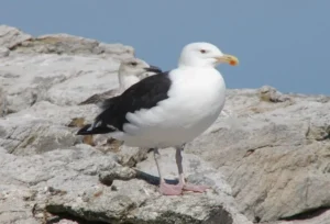 Adult Great Black-backed Gull. Photo Credit: Pamela Hunt