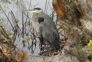 Great Blue Heron. Photo credit: Pamela Hunt,Great Blue Heron nests. Photo credit: Pamela Hunt,Great Blue Heron in flight.,