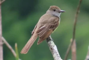 Great Crested Flycatcher. Photo credit: Pamela Hunt,,,