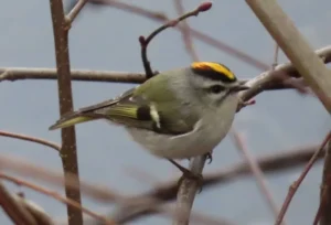 Male Golden-crowned Kinglet. Photo Credit: Pamela Hunt