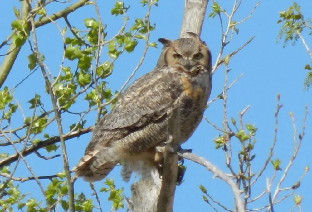Great Horned Owl. Photo credit: Pamela Hunt,Young Great Horned Owls in nest.,,