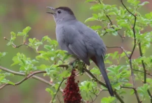 Gray Catbird. Photo Credit: Pamela Hunt