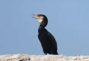 Adult Great Cormorant. Photo credit: Pamela Hunt,Immature Great Cormorant. Photo credit: Pamela Hunt,Comparison of Double-crested (left) and Great Cormorant (right). Photo credit: Pamela Hunt,