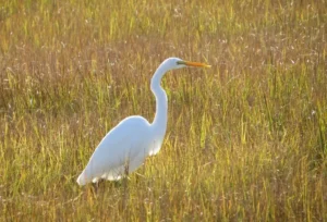 Great Egret. Photo credit: Pamela Hunt,,,