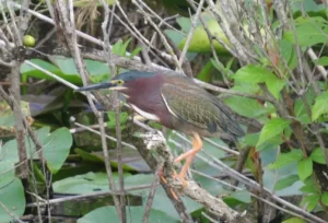 Green Heron. Photo credit: Pamela Hunt,,,