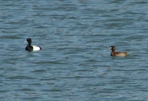 Pair of Greater Scaup. Photo credit: Pamela Hunt,,,